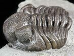 Wide, Partial Eldredgeops Trilobite - Ohio #55459-4